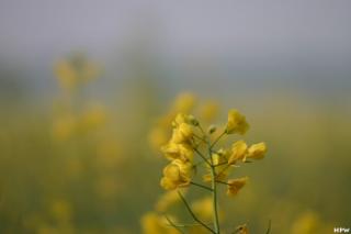 Ein Rapsfeld in voller Blüte