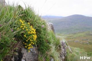 Ring of Kerry - Gras, Büsche und Sträucher an einem Stein