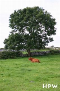 Eine braune Kuh auf einer Wiese vor einem Baum :-) - ein sehr schönes Bild