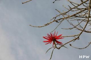 Eine rote Blume vor der archäologischen Zonen Cacaxtla