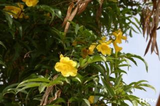 Eine gelbe Blume vor der archäologischen Zonen Cacaxtla