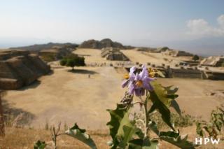 Monte Alban - eine Blume, im Hintergrund der grosse Platz