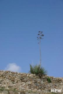 Monte Alban-eine Blume auf dem Palast der Tänzer
