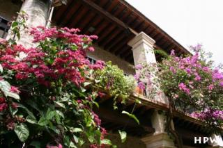 Oaxaca-und vielen bunten Blumen