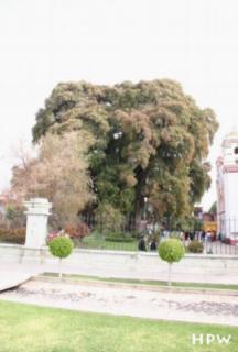 Sankt Maria del Tule, Arbol del Tule, ein großer Baum