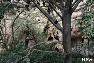 El Sumidero Canyon - tausende Vögel