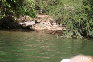 El Sumidero Canyon-ein Krokodil-gesehen?