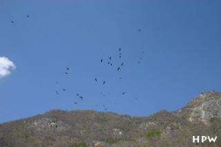 El Sumidero Canyon - und noch mehr Vögel in der Luft