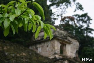 Palenque - Blätter eines Baumes vor einem Tempel