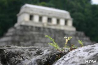 Palenque-ein Gebüsch :-)   vor dem Tempel der Inschriften