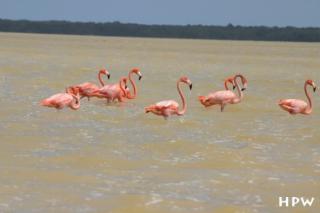 Flamingo-Kolonien in der Lagune bei Celestun