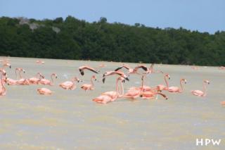 Flamingo-Kolonien in der Lagune bei Celestun