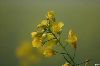 Ein Rapsfeld in voller Blüte